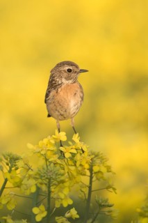 European Stonechat