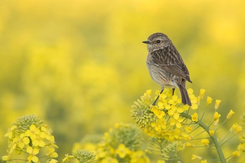European Stonechat