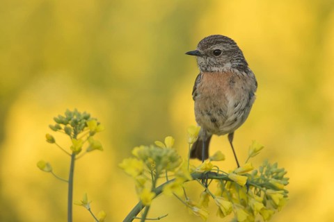European Stonechat