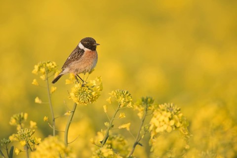 European Stonechat