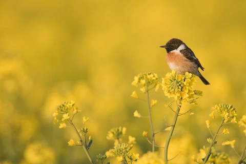 European Stonechat