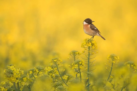 European Stonechat