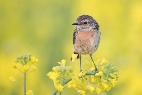 European Stonechat