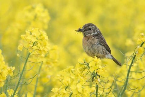 European Stonechat
