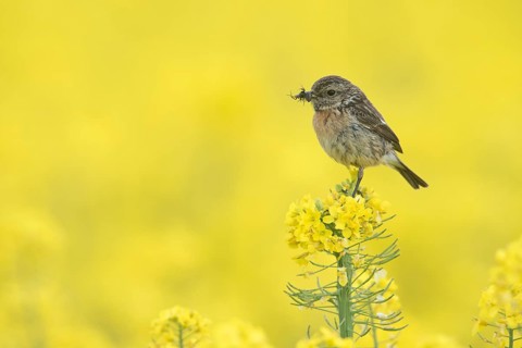 European Stonechat