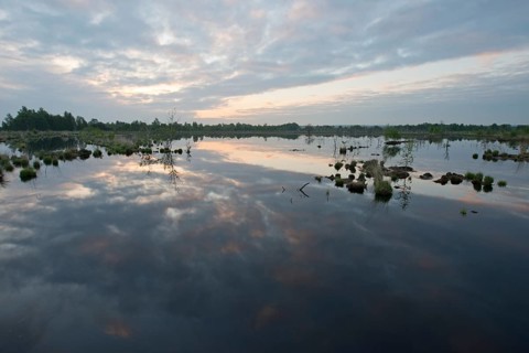 Morning in the moor