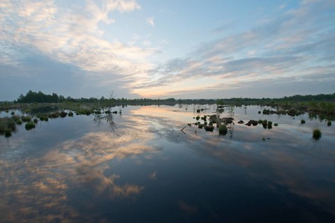 Morning in the moor