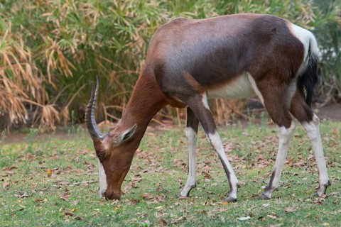 Blesbok