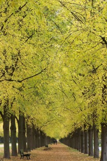 Lime tree