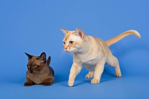 Pedigree cats