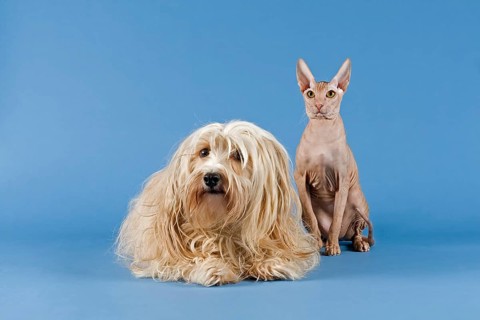 Pedigree cat and pedigree dog
