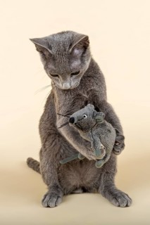 Russian Blue kitten with toy mouse