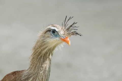 Red-legged Seriema