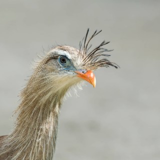 Red-legged Seriema