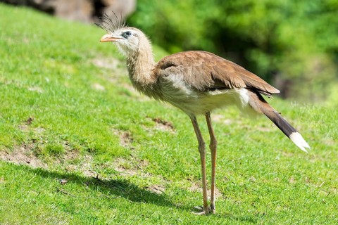 Red-legged Seriema