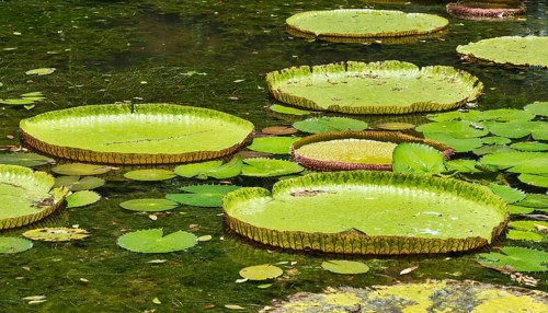 Giant Waterlilies