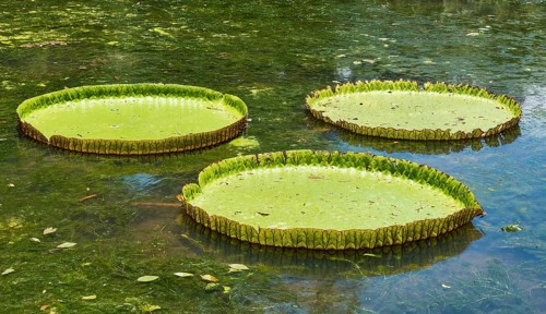 Giant Waterlilies