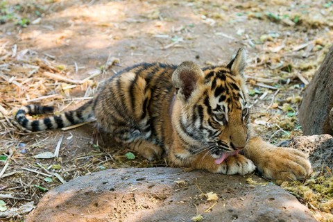 Bengal tiger