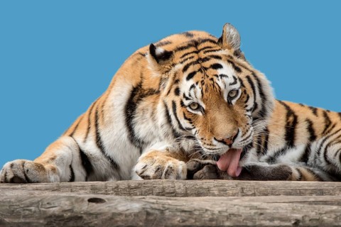 Siberian tiger