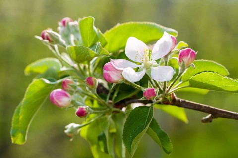 Blossoms of the apple variety 'Gala'