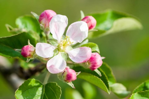 Blossom of the apple variety 'Gala'