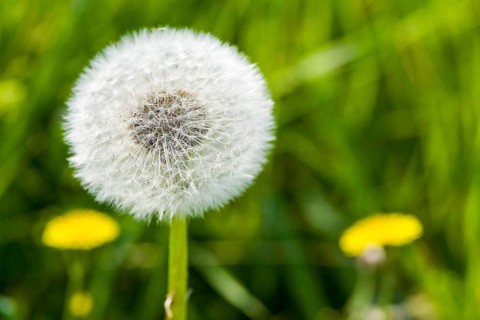 Blowball
