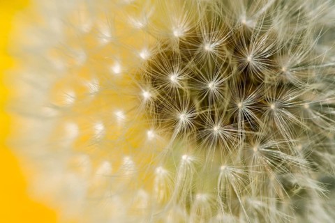 Seeds of Rough Hawkbit
