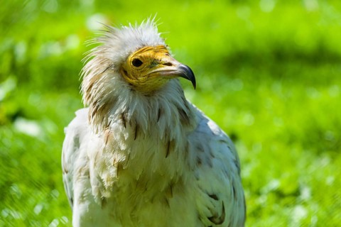 Egyptian Vulture