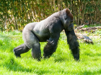 Western Low Land Gorilla