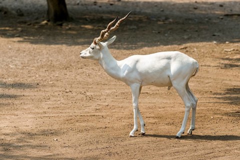 A male White Buck