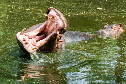 A Hippopotamus