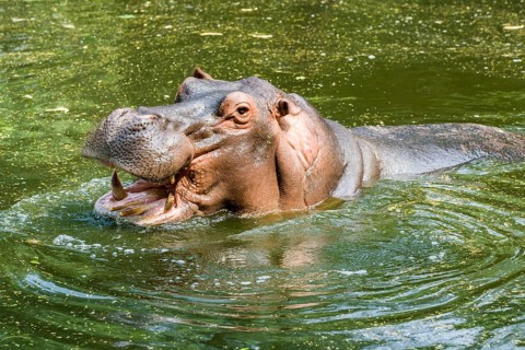 A Hippopotamus