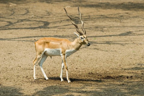 A male Black Buck