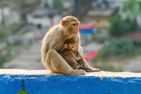Female rhesus monkey