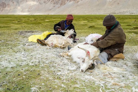 Two nomad shepherds are combing the valuable fine Pashmina wool from Pashmina Goats