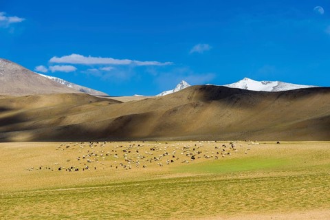 Barren landscape with a flock of Pashmina Goats