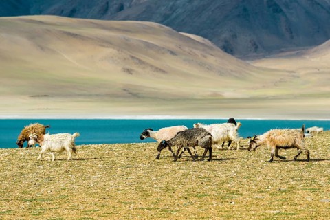 Barren landscape with a flock of Pashmina Goats