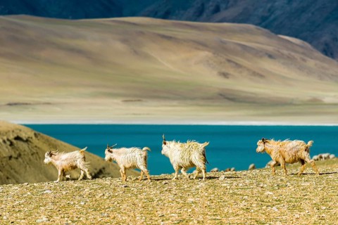 Barren landscape with a flock of Pashmina goats