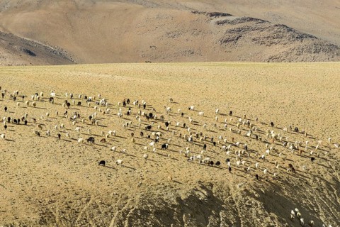 Barren landscape with a flock of Pashmina goats
