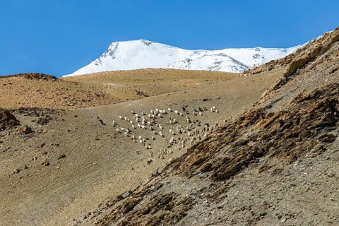 Barren landscape with a flock of Pashmina goats