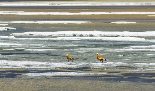Two Brahmin Ducks