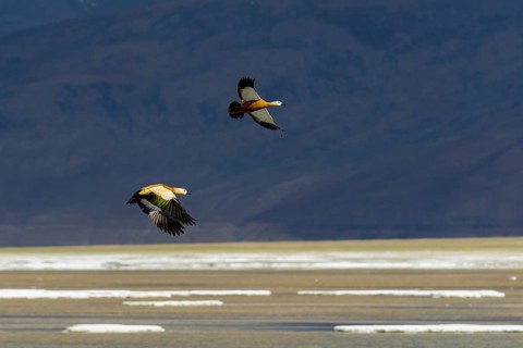 Two Brahmin Ducks
