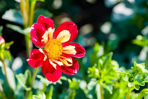 Dahlia
