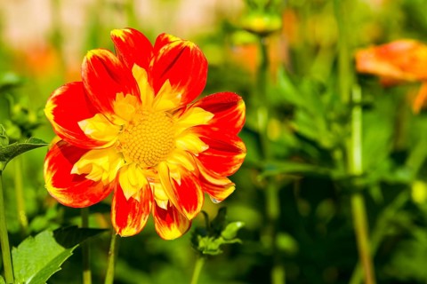 Dahlia