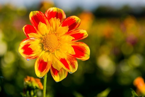 Dahlia