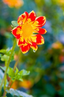 Dahlia
