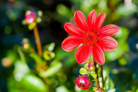Dahlia