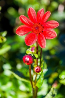 Dahlia