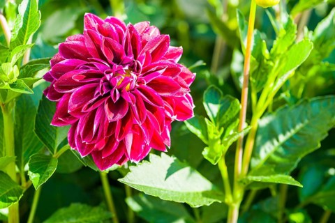 Dahlia