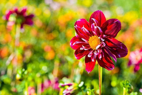 Dahlia